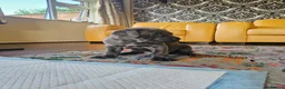 Mixed Breed dogs for sale: Cane Corso x Performance Mastiff  - Advert 29