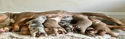 Mixed Breed dogs for sale: Exotic bullies - English bulldog x American bully - Advert 27