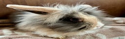 Mini Lion Lop rabbits for sale: beautiful Rabbit - Advert 2