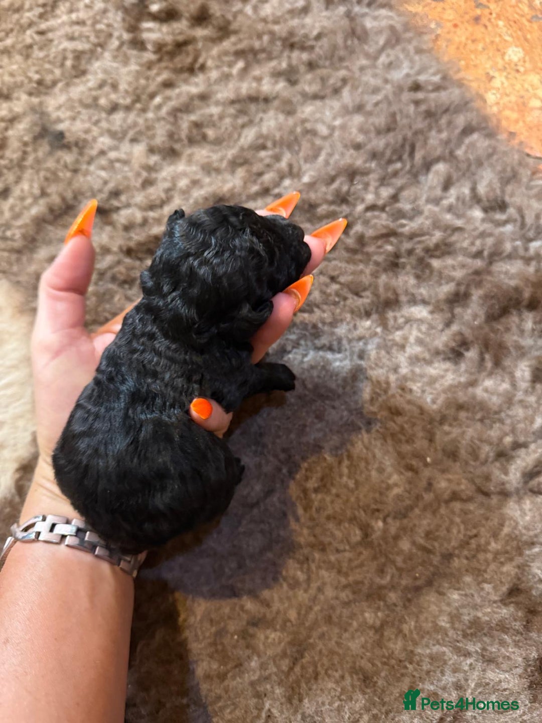 Toy Poodle dogs for sale: Pedigree Toy Poodle puppies, DNA tested parents - Image 24