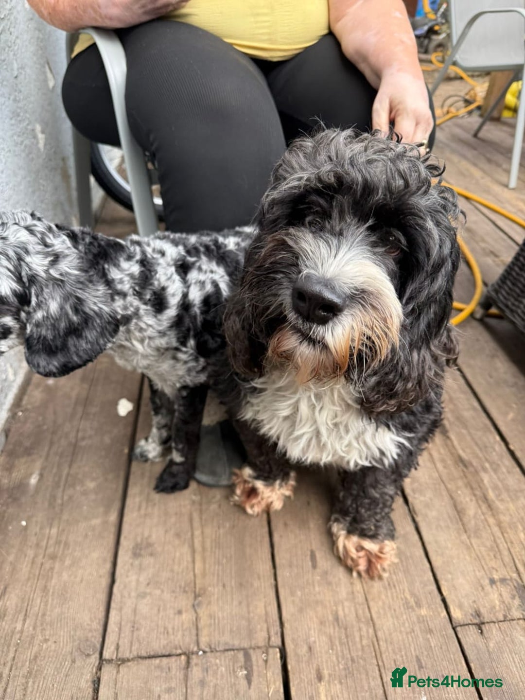 Cockapoo dogs for sale: Adorable Cockapoo Puppies - Image 11