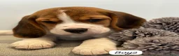 Beagle dogs for sale: ** Full pedigree beautiful beagles ** - Advert 15
