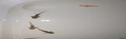 Axolotl reptiles for sale: Axolotl babies 15 weeks old multiple variations in Peterborough - Advert 5