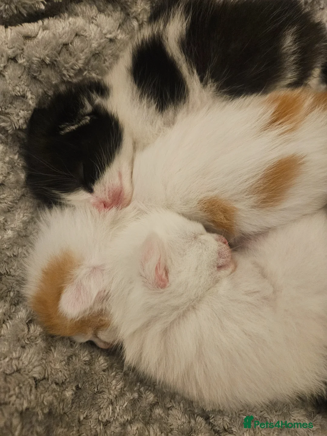 Mixed Breed cats for sale: 5 beautiful, friendly Ragdoll cross Kittens - Advert 2
