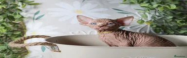 Sphynx Kitten 1