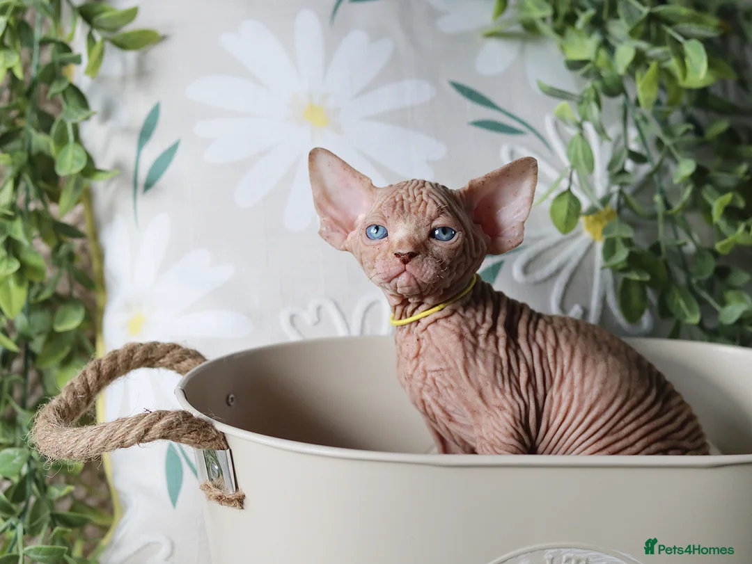 Sphynx cats for sale: Beautiful Pedigree Sphynx Kittens  - Advert 28