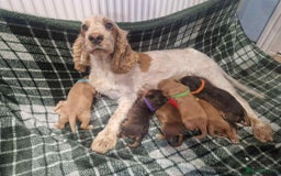 Cockapoo dogs for sale: Miniature Cockapoos  - Image 9