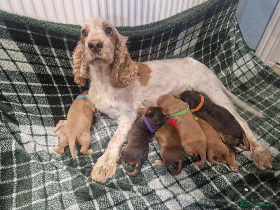 Cockapoo dogs for sale: Miniature Cockapoos  - Image 9