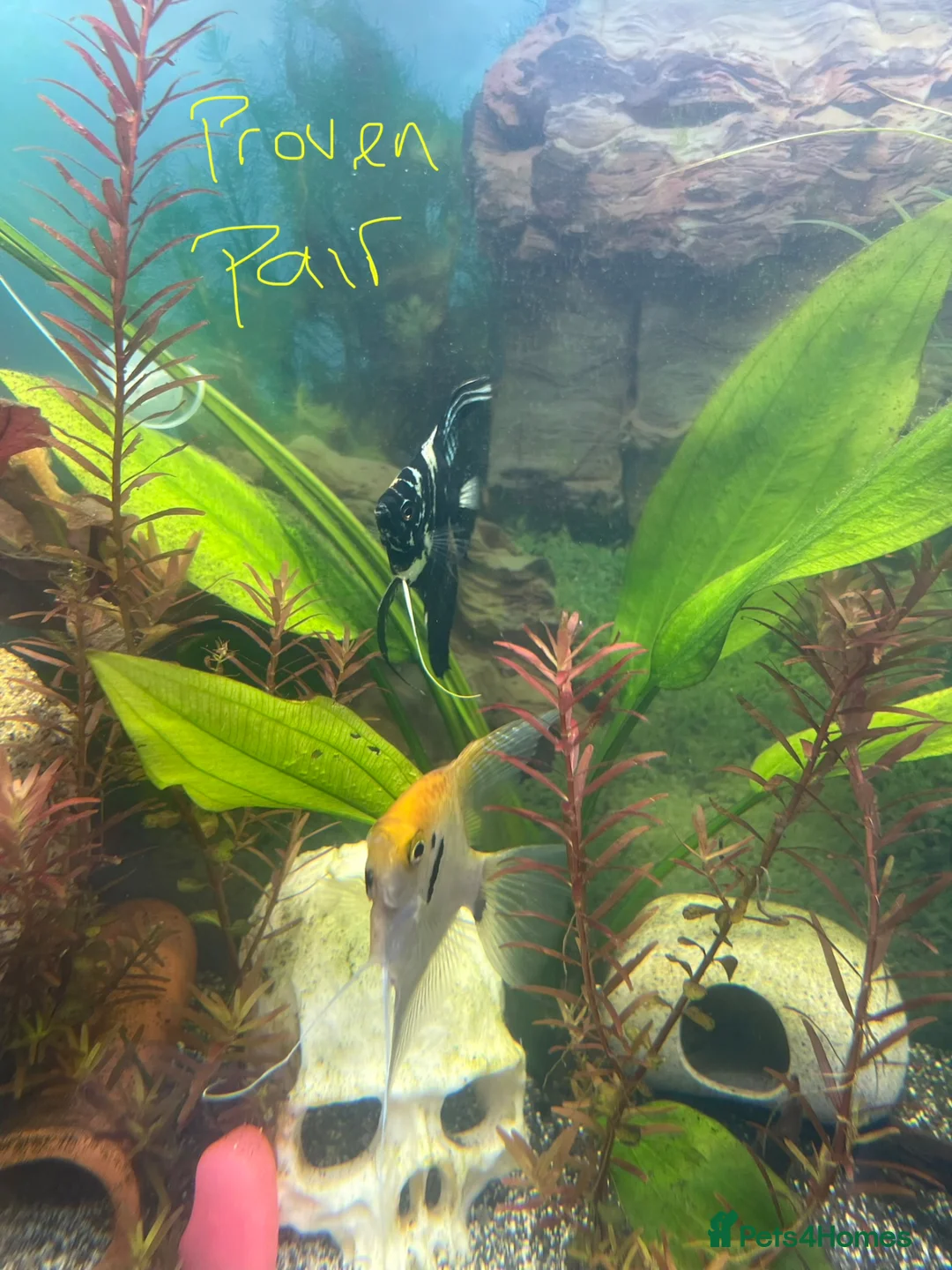 Angelfish fish for sale: 4 angelfish  in Derby - Advert 2