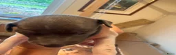 Italian Greyhound dogs for sale: Stunning well bred Italian greyhound  in Melrose - Advert 3