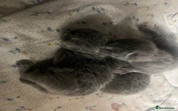 Russian Blue cats for sale: Adorable Russian blue kitten champion bloodline - Image 7