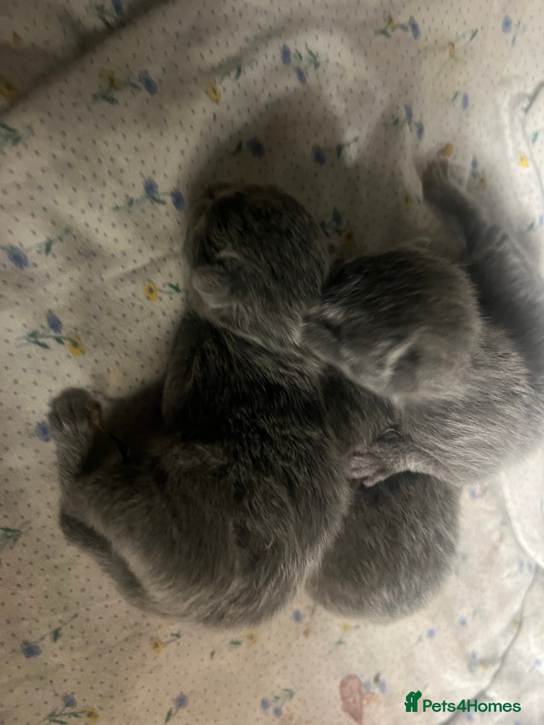 Russian Blue cats for sale: Adorable Russian blue kitten champion bloodline - Image 7