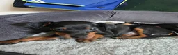 Mixed Breed dogs for sale: Miniature Pinscher Puppies For Sale - Advert 7