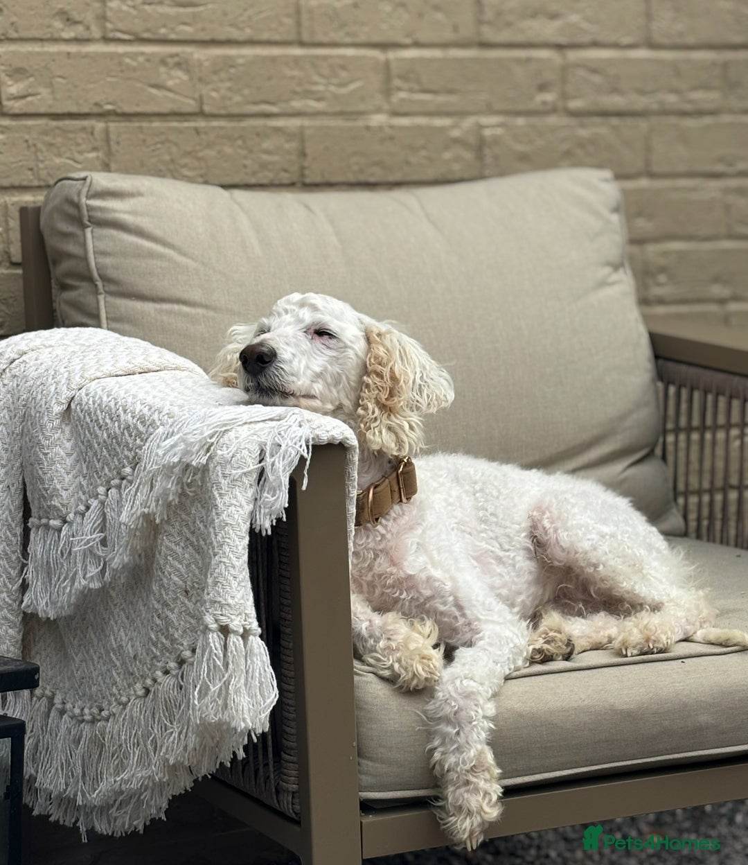 Miniature Poodle dogs for sale: Miniature poodles for sale  - Advert 9