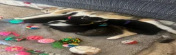 Mixed Breed cats for sale: Kittens  - Advert 12