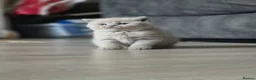 British Shorthair cats for sale: British Shorthair kittens in Newtownards - Advert 4