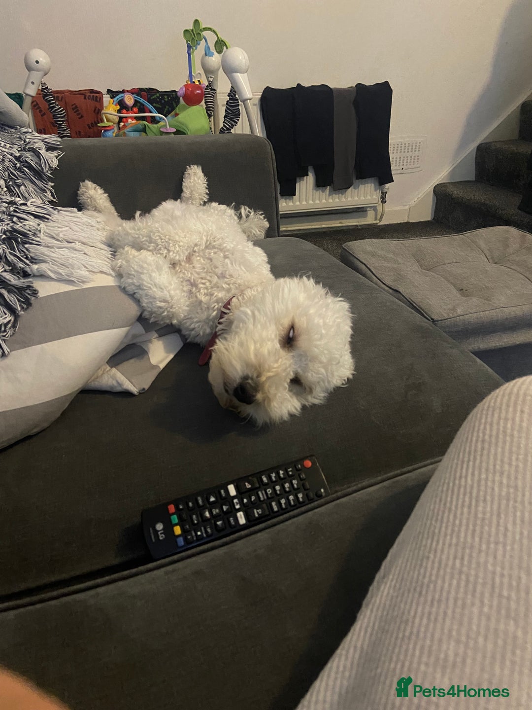 Mixed Breed dogs for sale: Rehoming Cavapoochon - Image 10