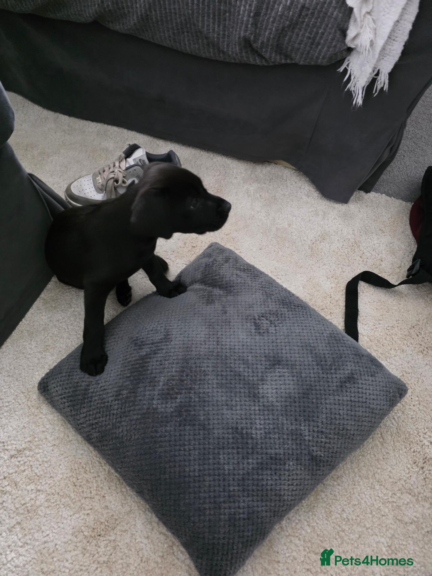 Labrador Retriever dogs Black labrador puppy - Advert 5
