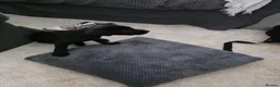 Labrador Retriever dogs for sale: Black labrador puppy - Advert 1