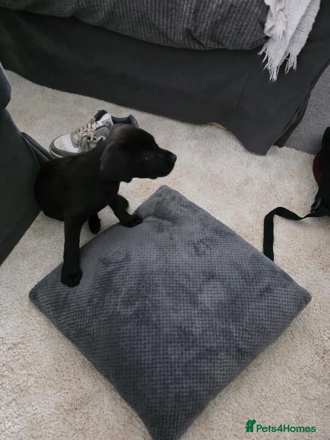 Labrador Retriever dogs for sale: Black labrador puppy - Advert 1