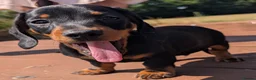 Miniature Dachshund dogs for sale: Quality KC/ PRA clear Miniature Dachshund Puppies  - Advert 28