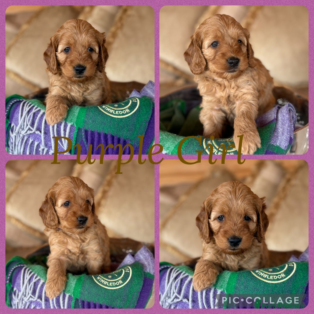 Cockapoo dogs for sale: Extensively Health Tested F1b cockerpoo Puppies  - Image 4