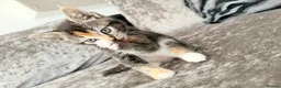 Mixed Breed cats for sale: READY TO LEAVE British ShorthairX kittens  - Advert 11