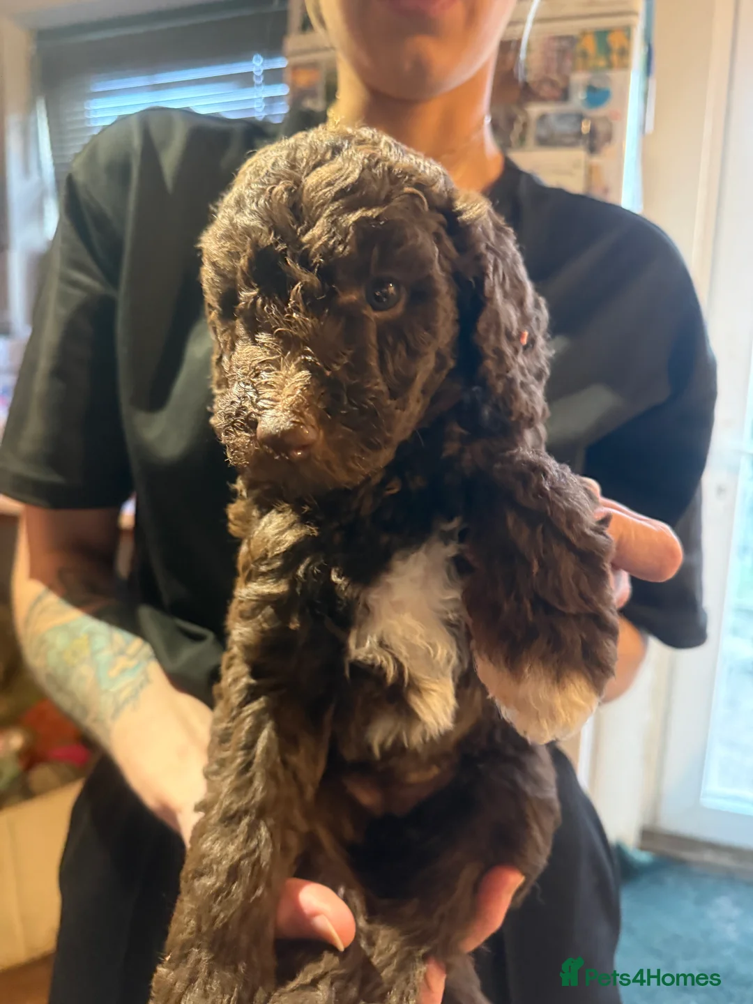 Standard Poodle dogs for sale: Standard poodle puppies  - Advert 5