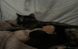 Mixed Breed cats for sale: 5 beautiful furry little kittens  - Image 4