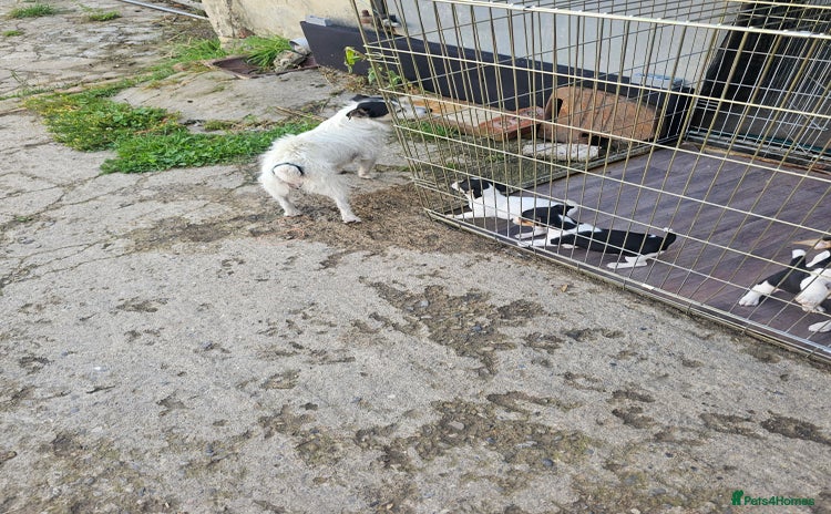 Jack Russell dogs - Advert 1