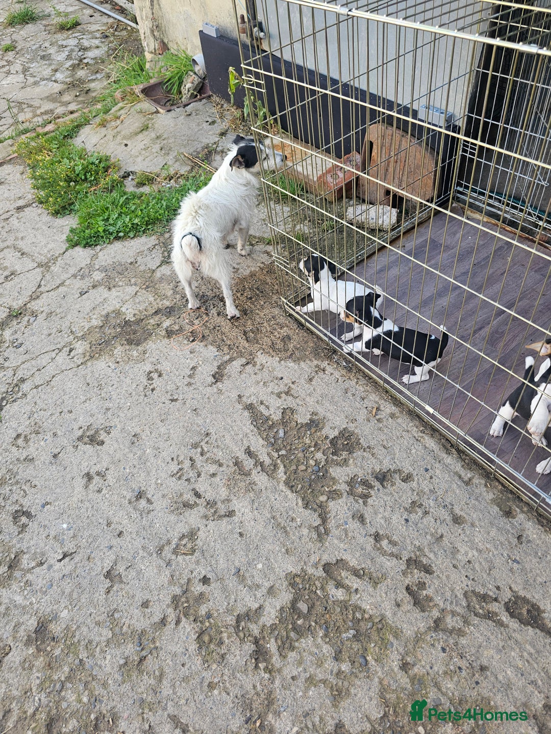 Jack Russell dogs for sale: Jack Russell puppies - Image 1