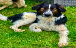 Border Collie dogs for adoption: Oliver’s Story: One Hour From Death - Image 2