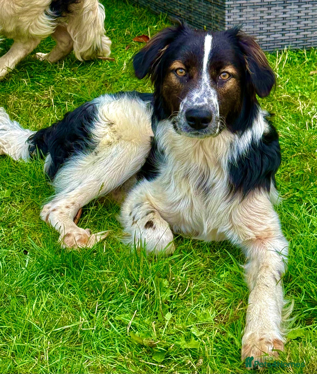 Border Collie dogs for adoption: Oliver’s Story: One Hour From Death - Image 2
