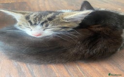 Mixed Breed cats for sale: Beautiful mixed breed kittens ready to leave 🐱 - Image 4