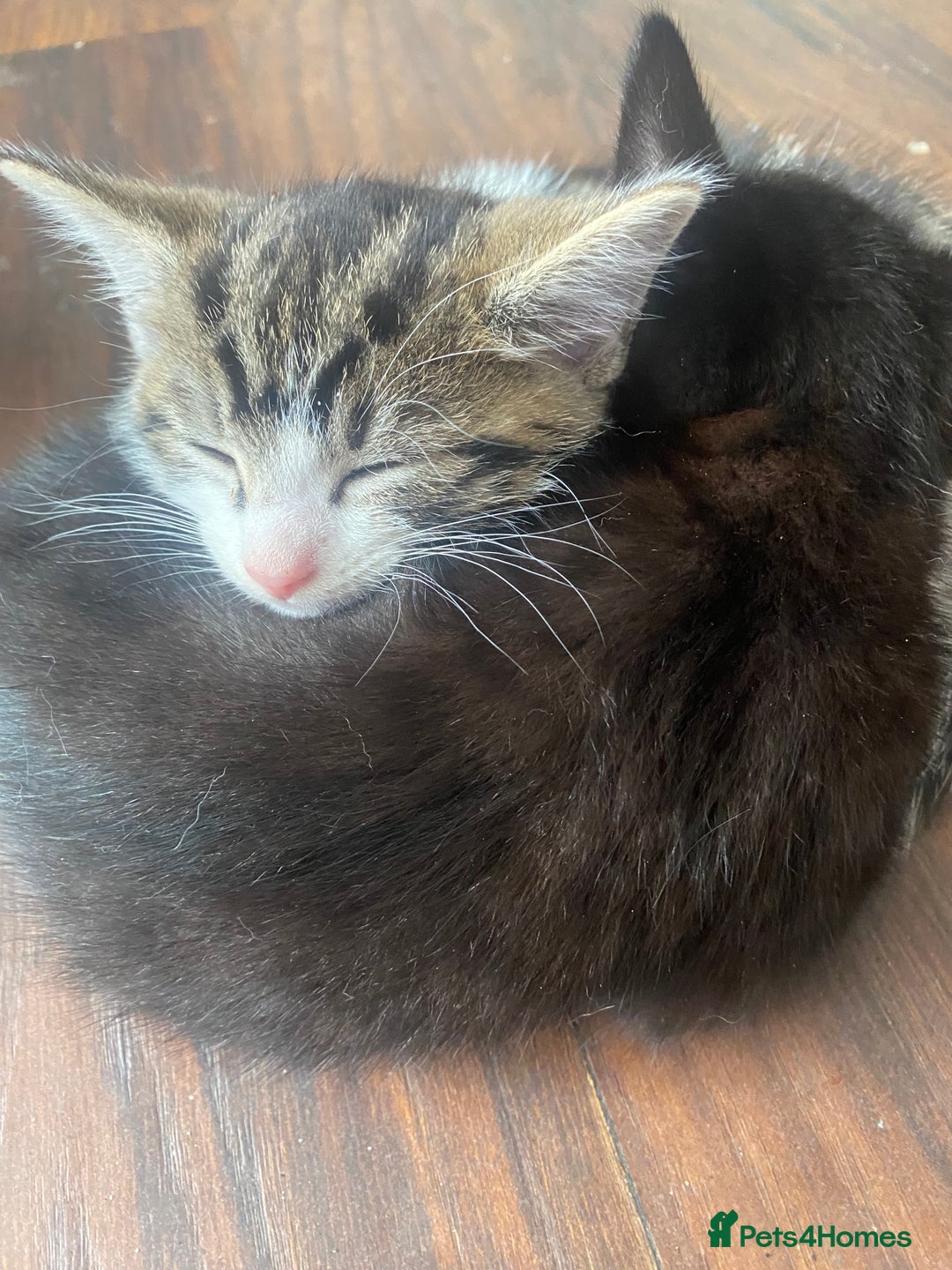 Mixed Breed cats for sale: Beautiful mixed breed kittens ready to leave 🐱 - Image 4