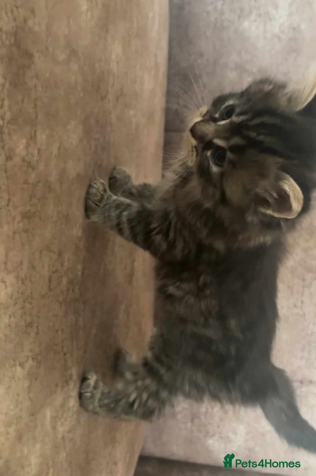 Mixed Breed cats for sale: KITTENS FOR SALEEEE in Peterborough - Advert 2