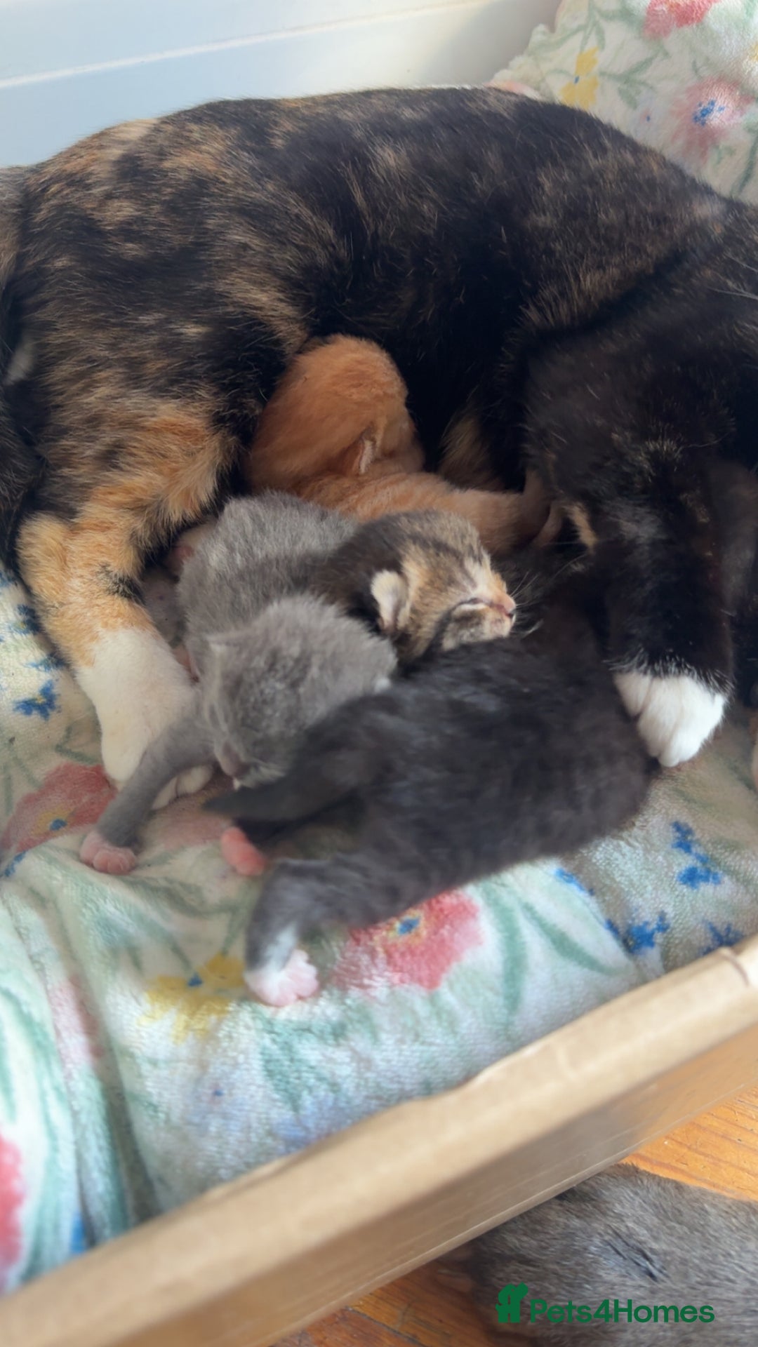 Mixed Breed cats for sale: Absolutely gorgeous kittens - Image 1