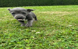 Jack Russell dogs for sale: Jack Russell, stunning litter,  in Doncaster - Image 27