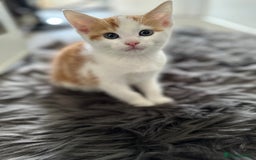 Domestic Shorthair cats for sale: 4 domestic kittens  - Image 6