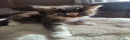 British Longhair cats for sale: Beautiful British long haired kittens - Advert 7