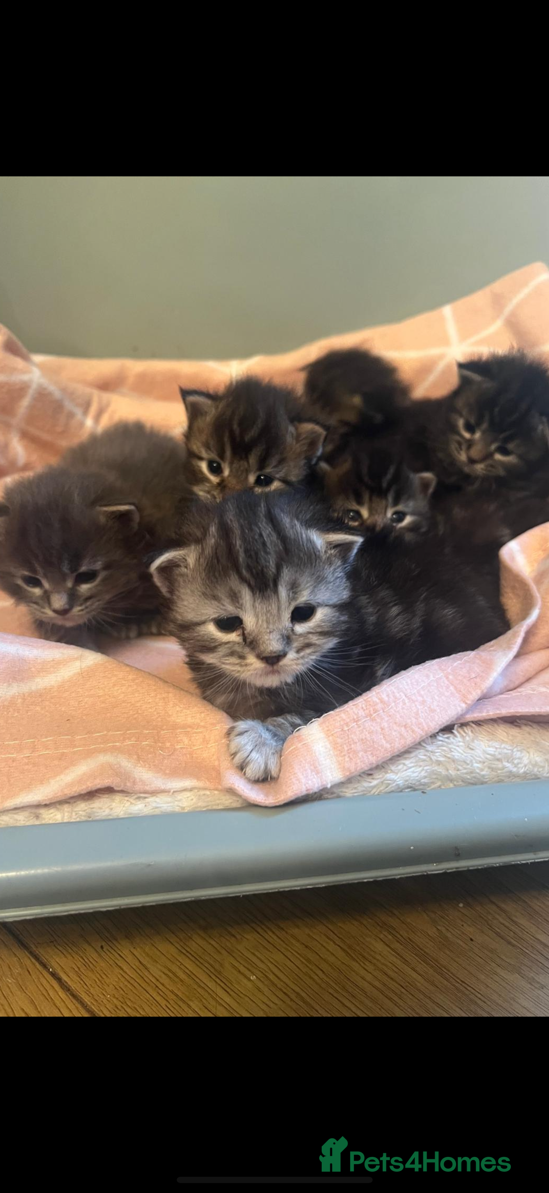 Maine Coon cats for sale: Full breed gorgeous Mainecoon kittens ready Jan 31 - Advert 7