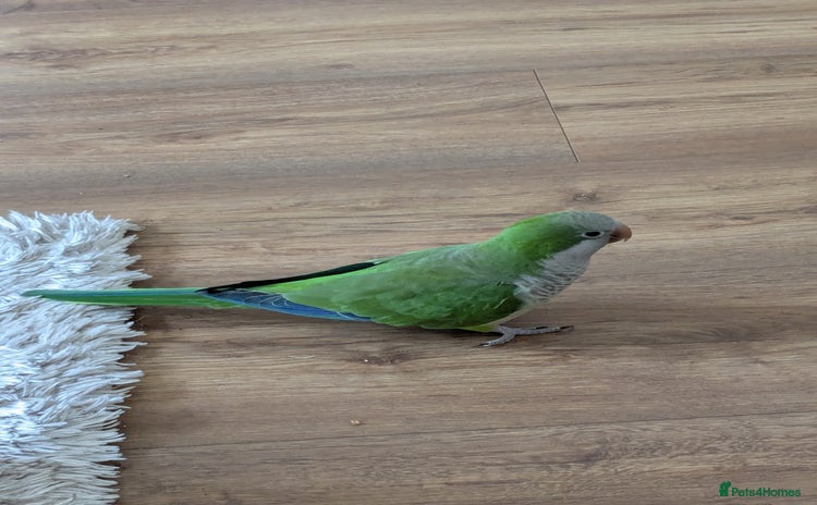 Parrots birds - Advert 2