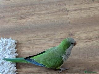 Parrots birds for sale - Advert 1