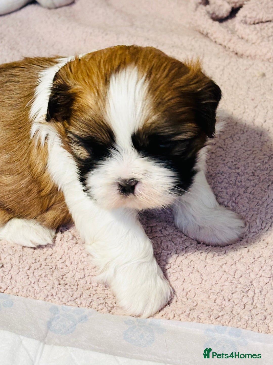 Shih Tzu dogs for sale: Beautiful shih tzu babies  - Advert 14