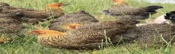 Chickens poultry for sale: Wyandotte POL - Advert 7