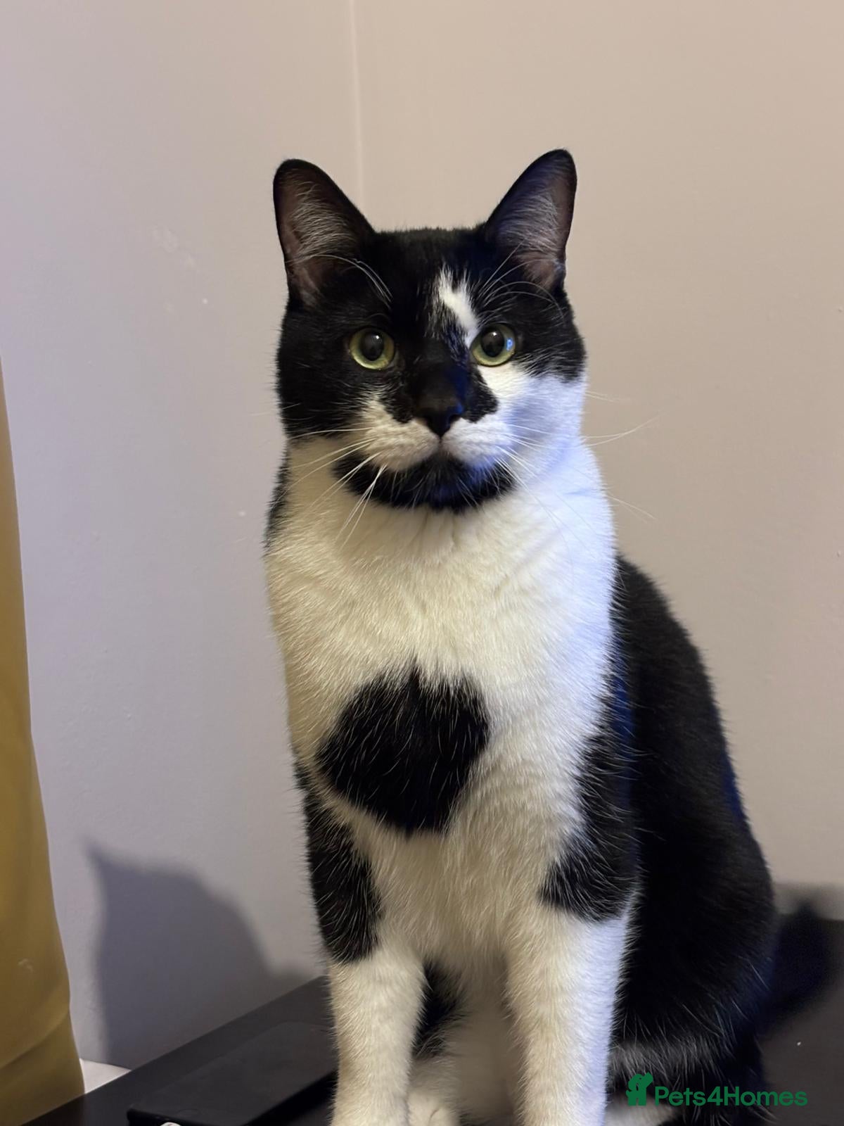 Mixed Breed cats Oreo looking for a good home - Advert 1