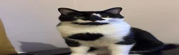 Mixed Breed cats for sale: Oreo looking for a good home in London - Advert 1