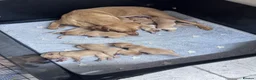 Labrador Retriever dogs for sale: KC Reg Health Tested Fox Red working line 4th Gen  - Advert 23