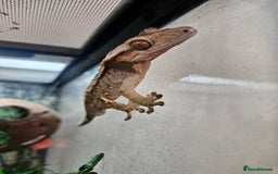 Gecko reptiles for sale: Crested Gecko + Vivarium Full set up  - Image 11
