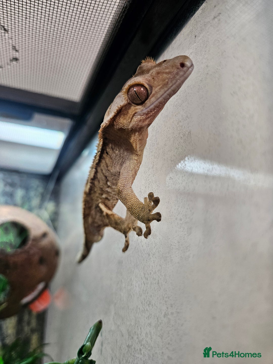 Gecko reptiles for sale: Crested Gecko + Vivarium Full set up  - Image 11